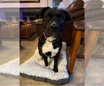 Small American Pit Bull Terrier Mix