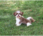 Andre - Male Shih Tzu Puppy for Sale - Photo #4