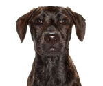 Small #3 Boxer-Pointer Mix