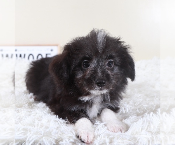Medium Photo #3 Aussiedoodle Toy Puppy For Sale in MOUNT VERNON, OH, USA