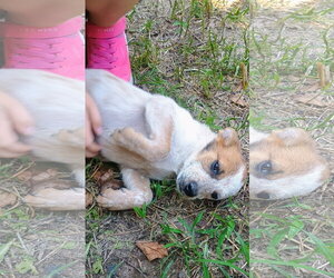 Red Heeler-Unknown Mix Dogs for adoption in The Woodlands, TX, USA