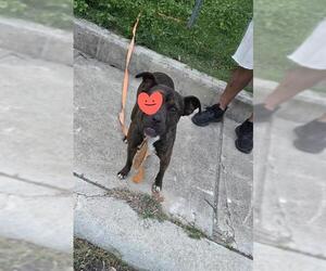 Boxer-Unknown Mix Dogs for adoption in San Antonio, TX, USA
