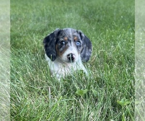 Dachshund Puppy for sale in INDIANAPOLIS, IN, USA