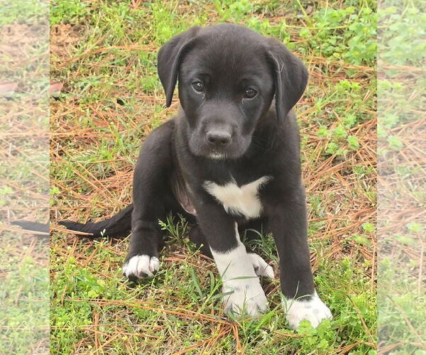 Medium Photo #1 Labrador Retriever-Unknown Mix Puppy For Sale in Alexander, AR, USA