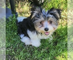 Biewer Yorkie-Maltese Mix Puppy for Sale in PERRY, Georgia USA