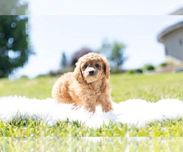 Medium Photo #5 Cavapoo Puppy For Sale in WARSAW, IN, USA