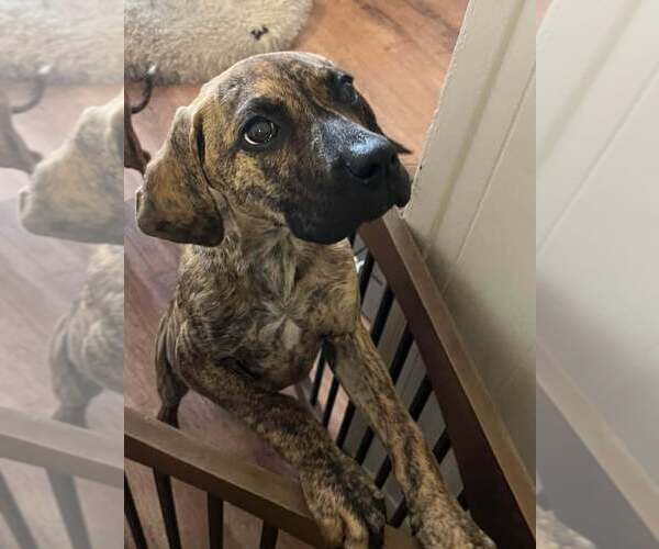 Medium Photo #7 Boxador Puppy For Sale in New York, NY, USA