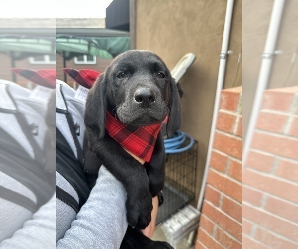 Medium Photo #5 Labrador Retriever Puppy For Sale in SAN JOSE, CA, USA
