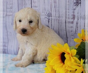 Poodle (Miniature)-Sheepadoodle Mix Puppy for sale in FREDERICKSBG, OH, USA