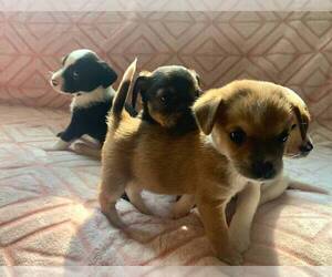 Chihuahua Puppy for sale in TALLAHASSEE, FL, USA