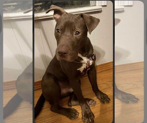 American Pit Bull Terrier-Unknown Mix Dogs for adoption in Oakhurst, NJ, USA