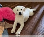 Small Photo #1 Labrador Retriever Puppy For Sale in KITTRELL, NC, USA