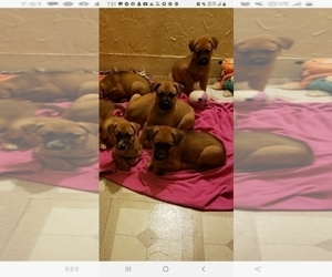 Australian Cattle Dog-Nekita Mix Puppy for sale in SHEBOYGAN, WI, USA