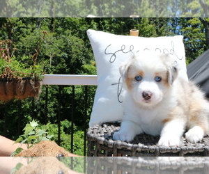 Medium Australian Shepherd