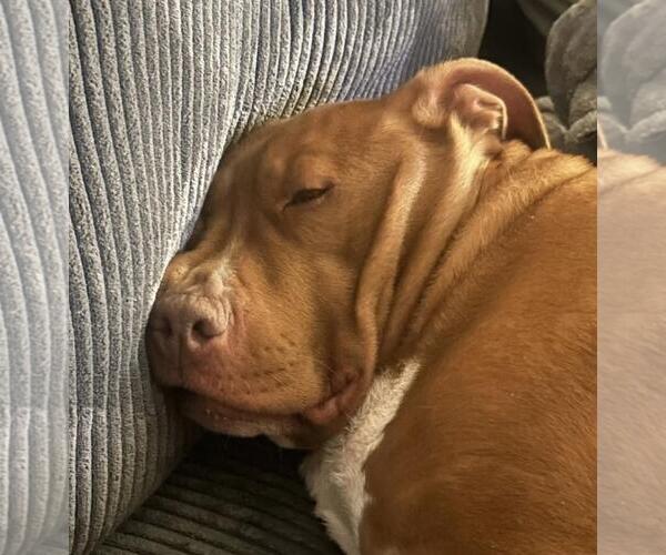 Medium Photo #2 American Pit Bull Terrier-Unknown Mix Puppy For Sale in Incline Village, NV, USA