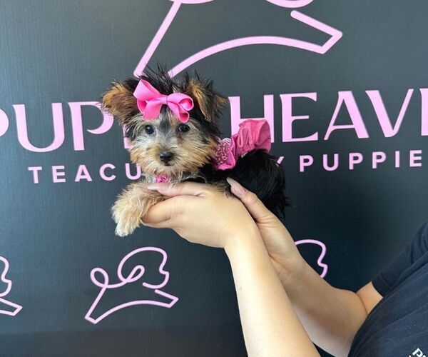 Medium Photo #1 Yorkshire Terrier Puppy For Sale in LAS VEGAS, NV, USA