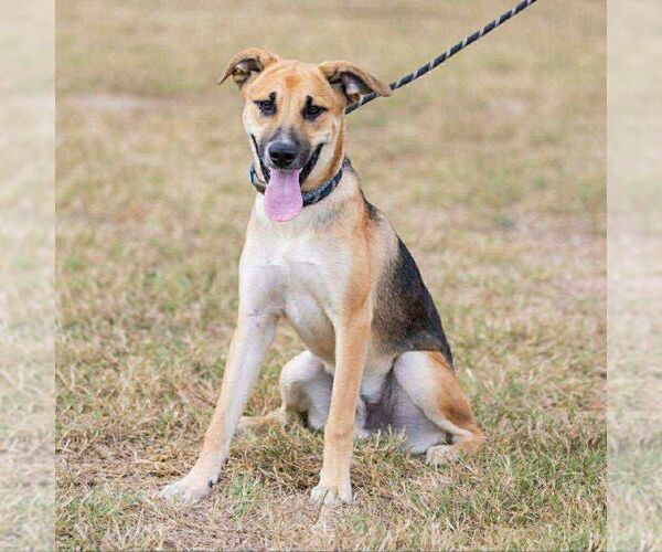 Medium Photo #1 Mutt Puppy For Sale in Martinsburg, WV, USA