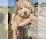 Puppy Chip Miniature American Shepherd-Poodle (Toy) Mix
