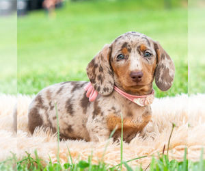 Medium Dachshund