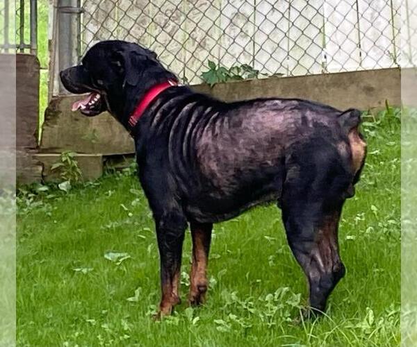 Medium Photo #4 Rottweiler Puppy For Sale in Rootstown, OH, USA