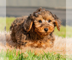 Small Photo #18 Yorkipoo Puppy For Sale in WARSAW, IN, USA
