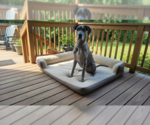 Small #1 Great Dane