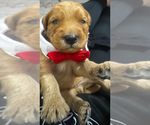 Puppy Scooby Doo Goldendoodle