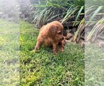 Small Photo #36 Double Doodle Puppy For Sale in LAGRANGE, GA, USA