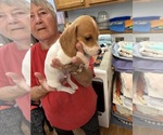 Small Photo #11 Dachshund Puppy For Sale in ASHLAND, NE, USA