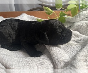 Labradoodle Puppy for sale in PEMBROKE, GA, USA