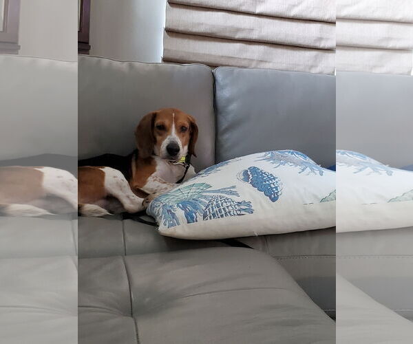 Medium Photo #5 Beagle Puppy For Sale in Tampa, FL, USA