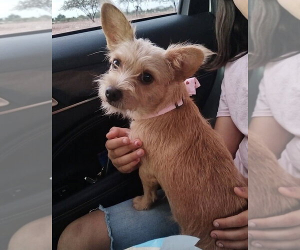 Medium Photo #3 Mutt Puppy For Sale in San Diego, CA, USA