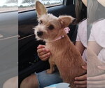 Small #2 Mutt