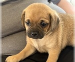 Small #2 Carlin Pinscher