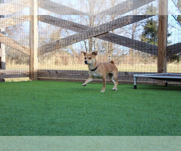 Medium Photo #2 Chihuahua-Unknown Mix Puppy For Sale in Chestertown, MD, USA