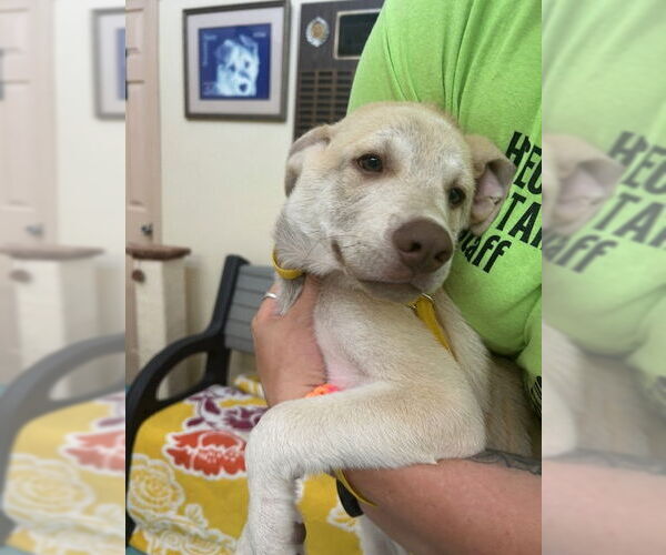 Medium Photo #3 Retriever -Unknown Mix Puppy For Sale in Wetumpka, AL, USA
