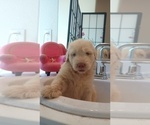 Small #4 Goldendoodle