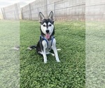 Small #3 Alaskan Klee Kai