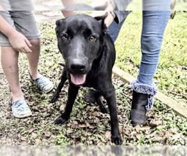 Medium Photo #2 German Shepherd Dog Puppy For Sale in Houston, TX, USA
