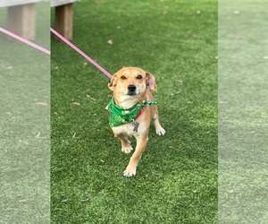 Toy Rat Doxie Dogs for adoption in Holly Springs, NC, USA