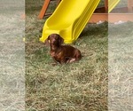 Small Photo #1 Dachshund Puppy For Sale in ARENA, WI, USA