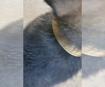 Small #1 German Shepherd Dog