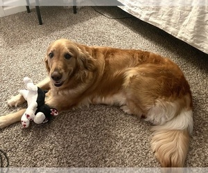 Mother of the Golden Retriever puppies born on 09/25/2022