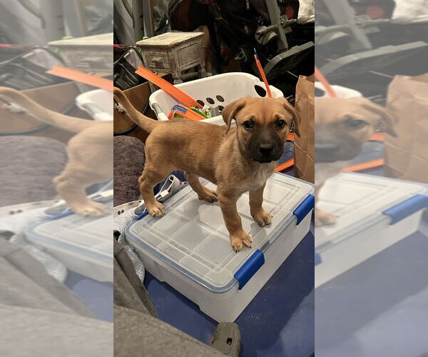 Medium Photo #2 German Shepherd Dog-Unknown Mix Puppy For Sale in Dana Point, CA, USA