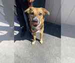 Small #1 Mutt