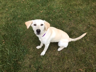 Medium Labrador Retriever