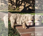 Puppy Stella Bulldog