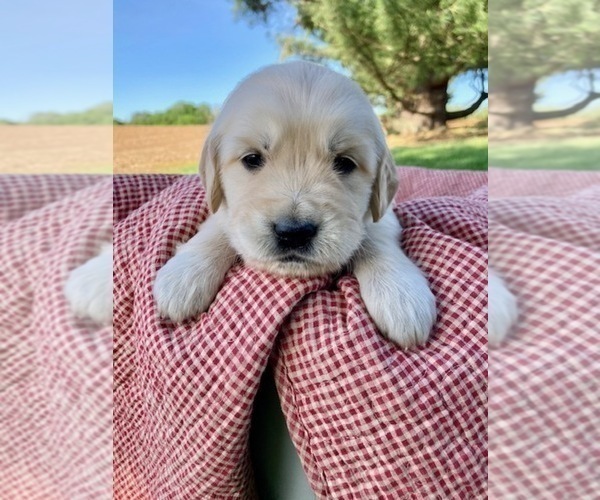 Medium Photo #1 Golden Retriever Puppy For Sale in LANCASTER, PA, USA