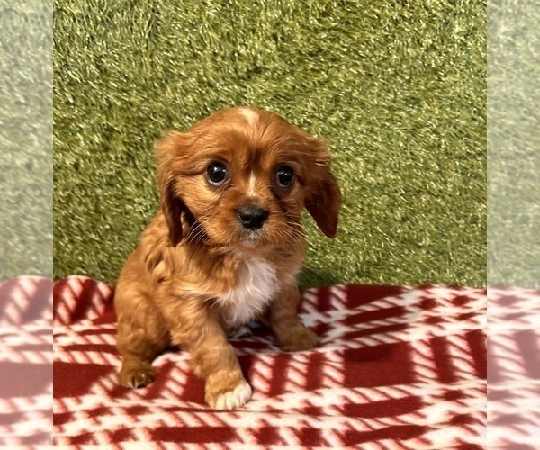 Medium Photo #2 Cavalier King Charles Spaniel Puppy For Sale in MIDDLEBURY, IN, USA