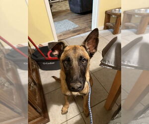 Mutt Dogs for adoption in Imlay City, MI, USA